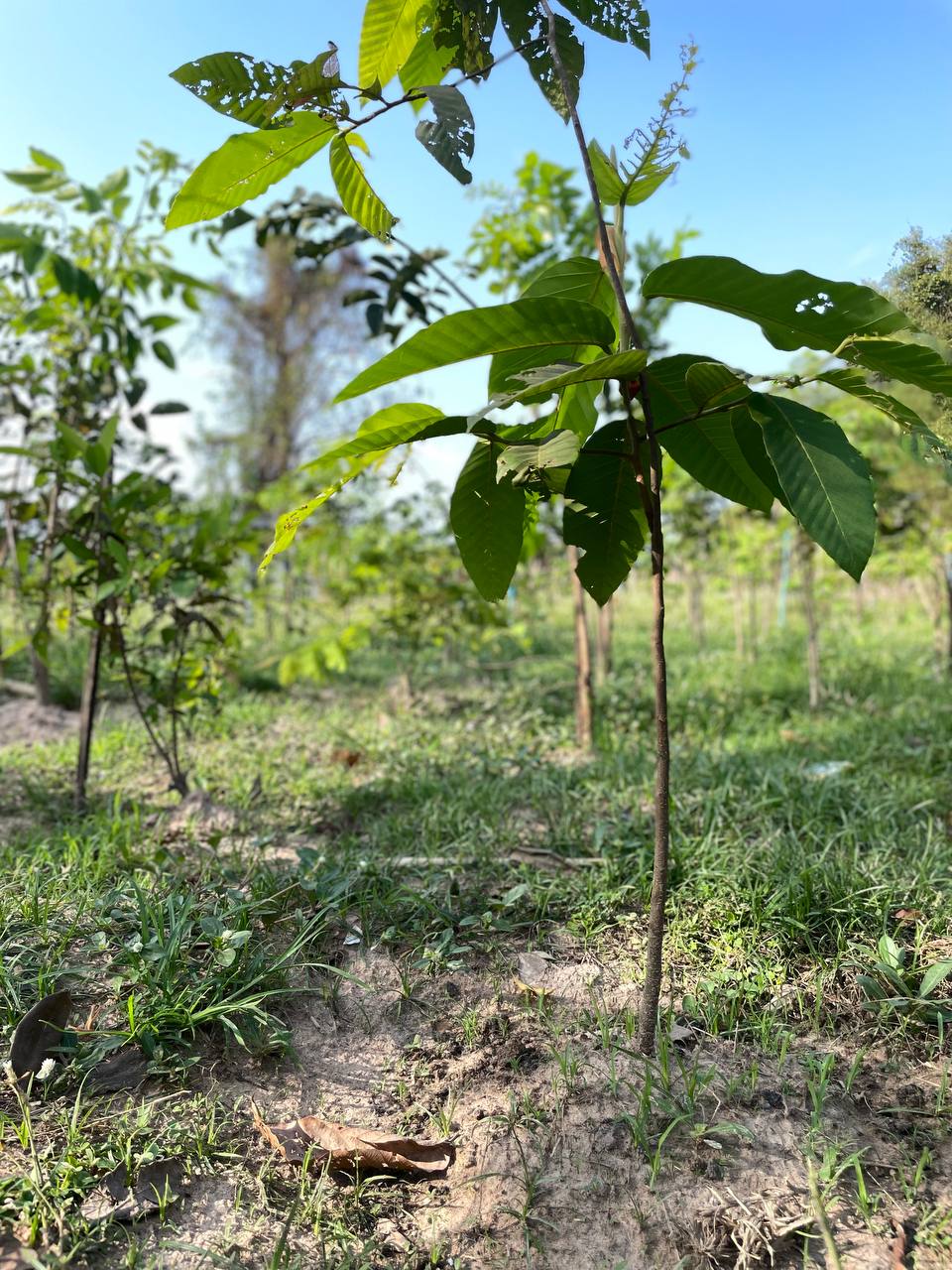 Update: Greenspots Project